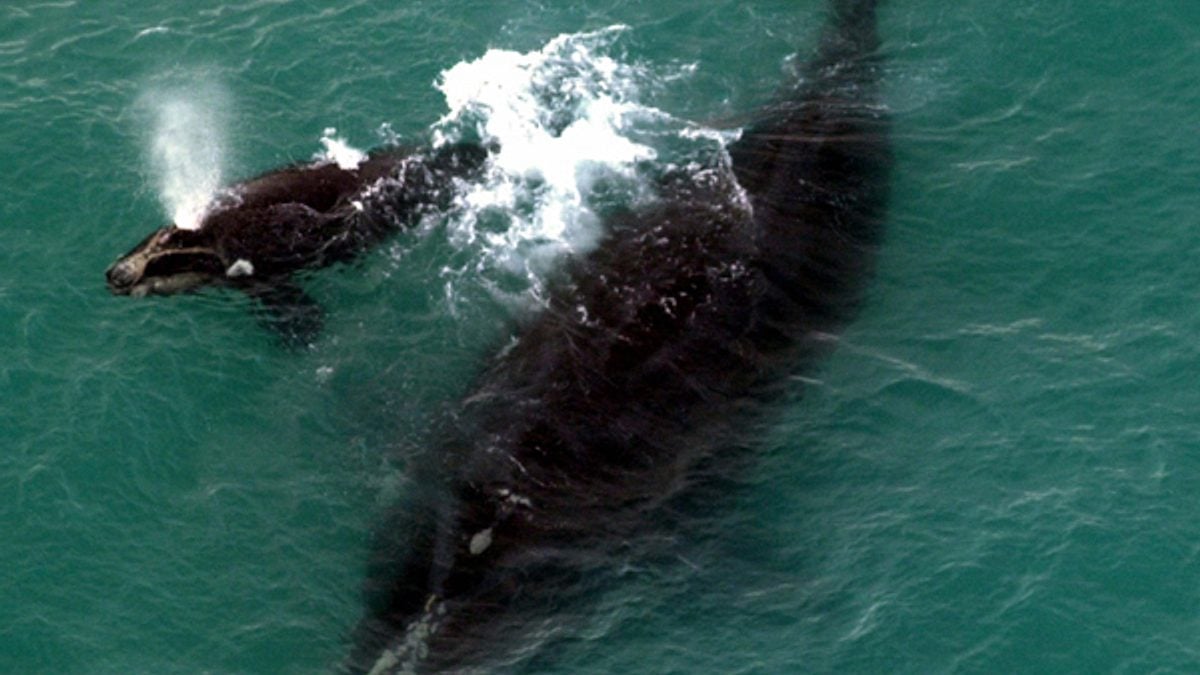 encounter marine parks