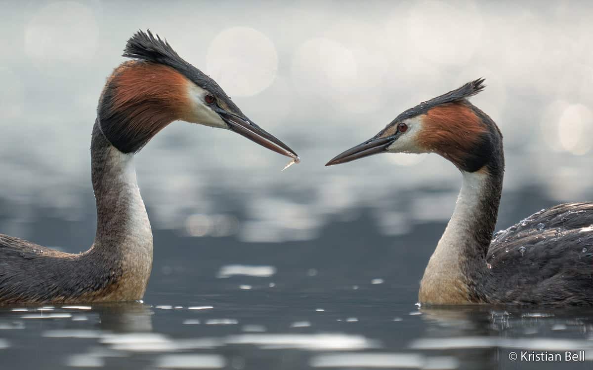 Shortlisted photograph from the Australian Geographic Nature Photographer of the Year competition