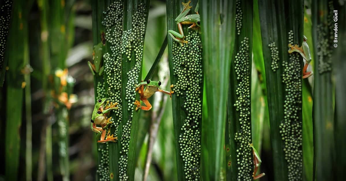 Botanic-Gardens-6